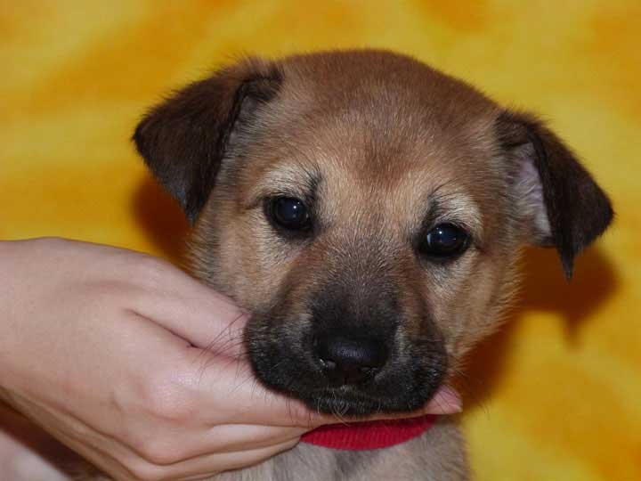 chinook puppy